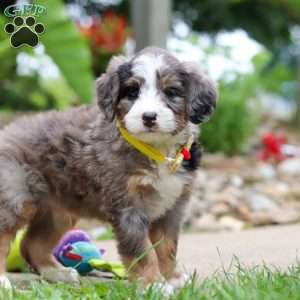 Tang, Mini Bernedoodle Puppy